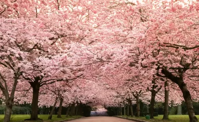 Blossom “con Z”